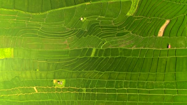 Vue aérienne par drone des rizières tôt le matin. Bali, Indonésie, 2020 — Video