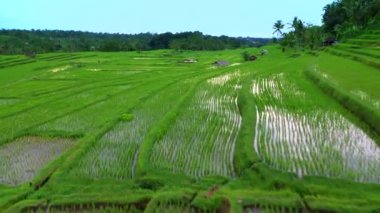 Bali, Endonezya pirinç terasları havadan görünümü.