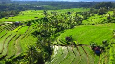 Bali, Endonezya pirinç terasları havadan görünümü.