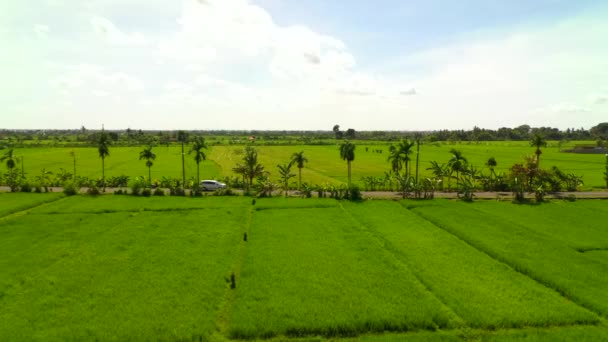 Воздушные беспилотники смотрят на рисовые поля рано утром. Бали, Индонезия, 2020 — стоковое видео