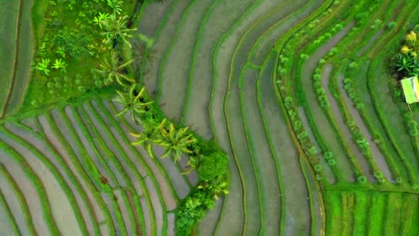 Вид с воздуха на рисовые террасы в Бали, Индонезия . — стоковое видео