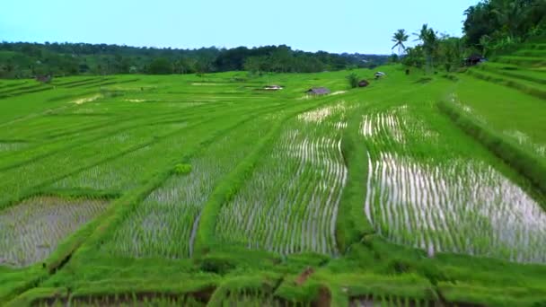 Bali, Endonezya pirinç terasları havadan görünümü. — Stok video