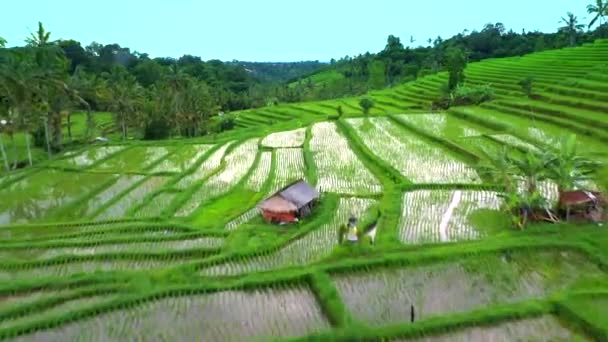 Bali, Endonezya pirinç terasları havadan görünümü. — Stok video