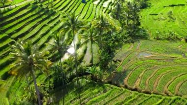 Bali, Endonezya pirinç terasları havadan görünümü.