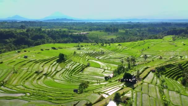 Vista aérea de terrazas de arroz en Bali, Indonesia . — Vídeos de Stock