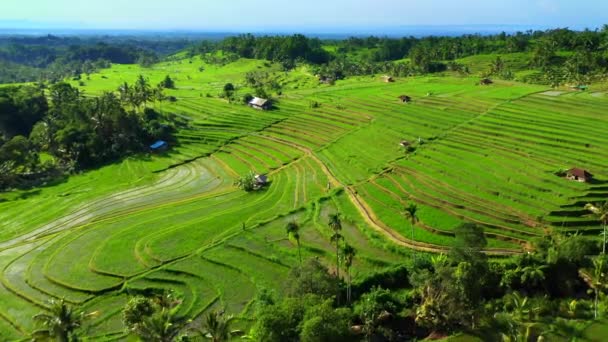 Bali, Endonezya pirinç terasları havadan görünümü. — Stok video