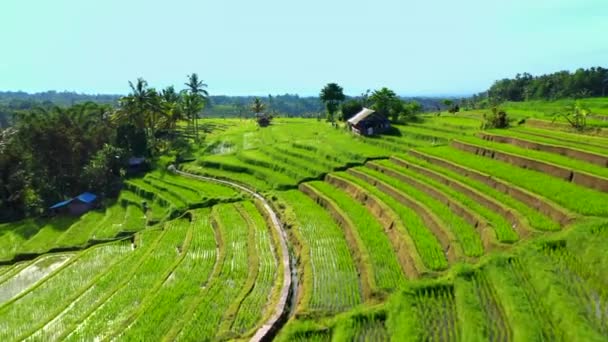 Widok z lotu ptaka tarasów ryżowych na Bali, Indonezja. — Wideo stockowe