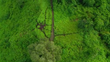 Campuhan Tepesi Yürüyüşü, Ubud, Bali, Endonezya 'daki ünlü yeşil tepe.