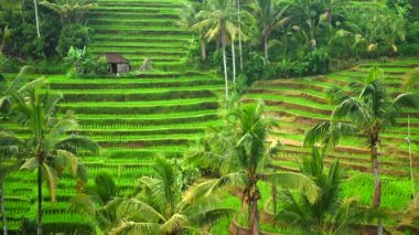 Bali, Endonezya 'da yeşil teraslı pirinç tarlaları.