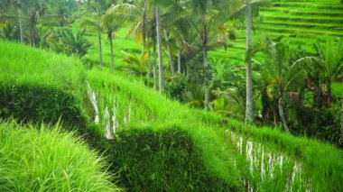 Bali, Endonezya 'da yeşil teraslı pirinç tarlaları.