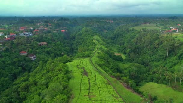 Vue Aérienne de Campuhan Ridge Walk, célèbre colline verte de randonnée à Ubud, Bali, Indonésie . — Video