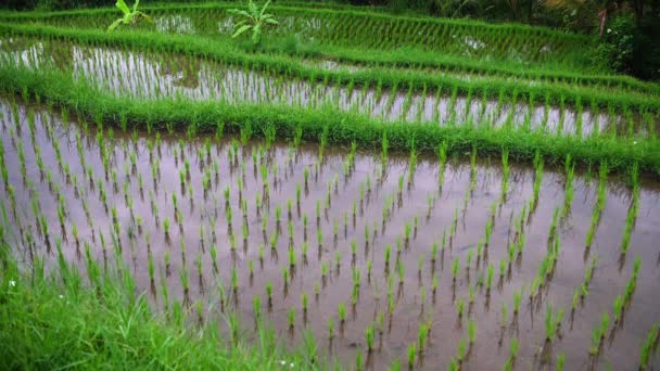 Зеленый рис выращивает сельское хозяйство в Азии. Рисовые террасы на Бали, Индонезия . — стоковое видео