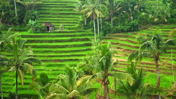Rice paddies landscape with green terraces in Bali, Indonesia. — Stock Video