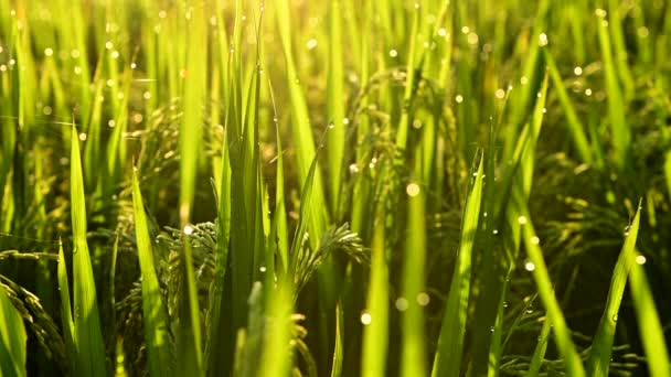 Close up vew of rice seeds growing on lush green paddy field at early sunny morning. — Stock Video