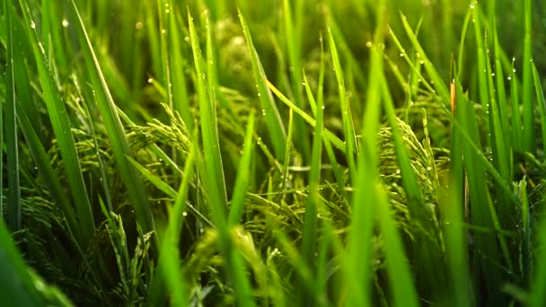 Close-up vew de sementes de arroz crescendo no campo de arrozal verde exuberante no início da manhã ensolarada . — Vídeo de Stock