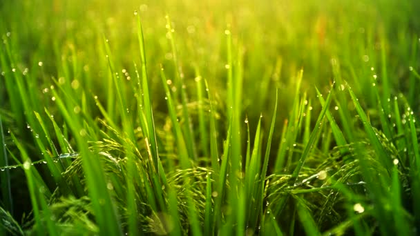 Close-up vew de sementes de arroz crescendo no campo de arrozal verde exuberante no início da manhã ensolarada . — Vídeo de Stock