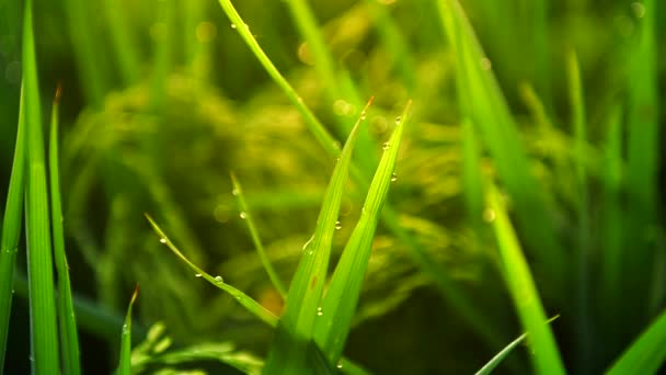 Close-up vew de sementes de arroz crescendo no campo de arrozal verde exuberante no início da manhã ensolarada . — Vídeo de Stock