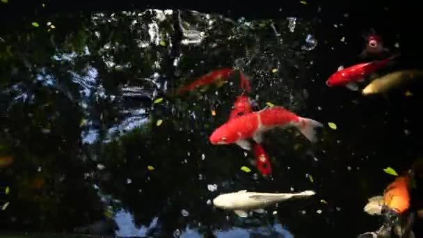 Nahaufnahme von bunten Koi-Fischen oder ausgefallenen Karpfen, die im See schwimmen. — Stockvideo