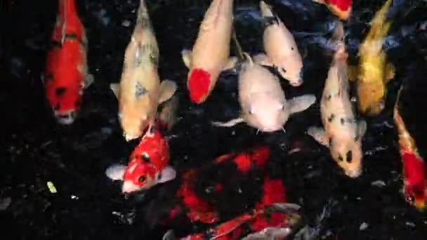 Zblízka pohled na barevné koi ryby nebo luxusní kapři koupání v jezeře. — Stock video