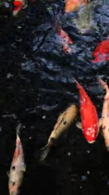 Dikey video. Bir sürü renkli koi sazan balıklı gölet..