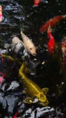 Dikey video. Bir sürü renkli koi sazan balıklı gölet..