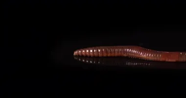 Siyah arka planda kırmızı toprak solucanını kapat. Gece sürüngeni ağır çekimde sürünüyor..