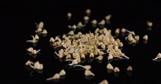 Primo piano di germogli di grano saraceno grezzo verde che cadono isolati su uno sfondo nero. Super cibo biologico vegano sano . — Video Stock