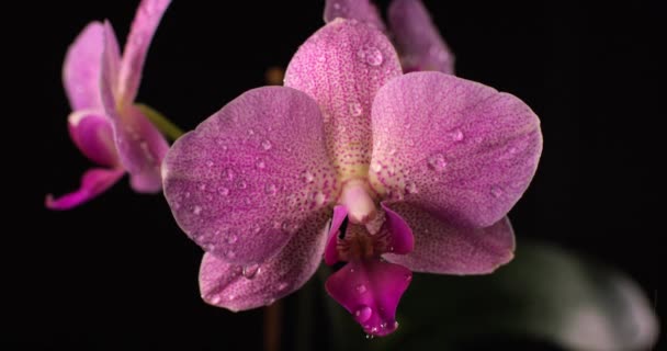 Estremamente primo piano di viola orchidea fiore sotto la pioggia gocce isolate su uno sfondo nero . — Video Stock