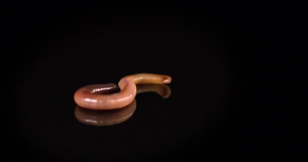 Close up of red earthworm on a black background. Night crawler creeping in slow motion. — Stock Video