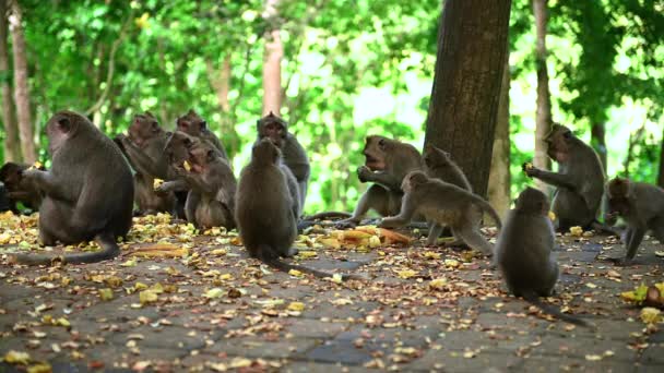 Group of long tailed Balinese monkey eating pieces of fresh corn. — Stock Video