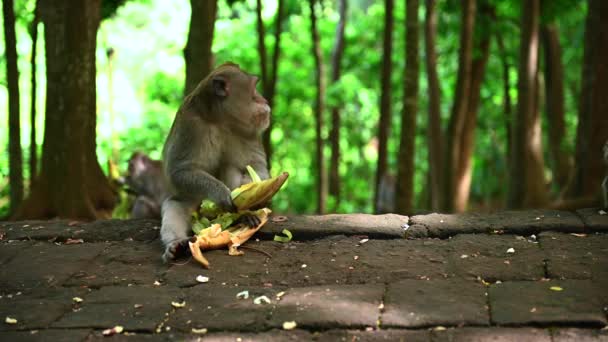 Retrato de un mono balinés de cola larga sentado en el suelo y comiendo maíz fresco en un parque natural. — Vídeo de stock