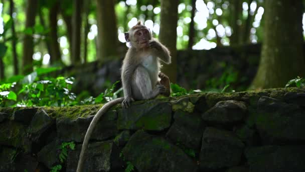 Retrato de un bebé mono de cola larga balinés en el bosque natural de Bali, Indonesia . — Vídeos de Stock