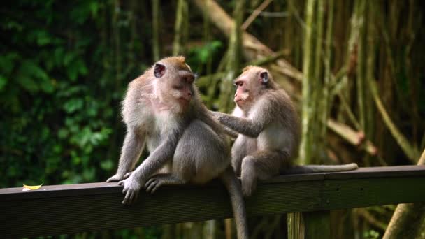 Affenfamilie sitzt auf einer Holzkonstruktion. Bali Indonesien. — Stockvideo