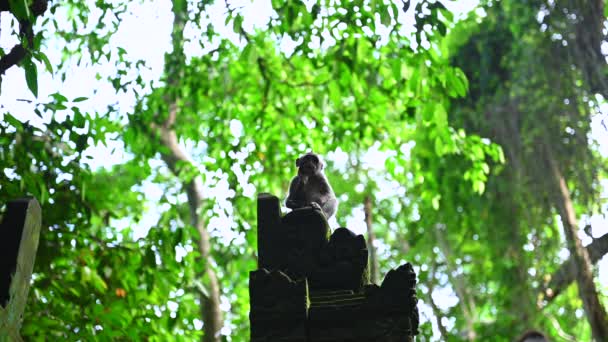 Πορτρέτο ενός μωρού μαϊμού με μακριά ουρά στο δάσος της φύσης στο Μπαλί, Ινδονησία. — Αρχείο Βίντεο