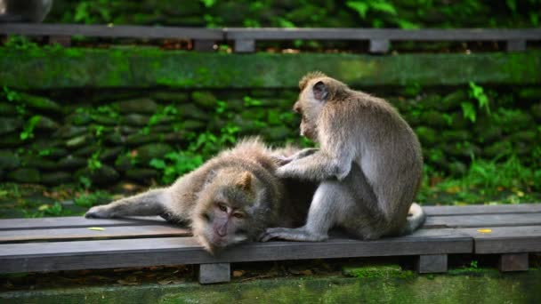 Family of monkeys sitting on a wooden construction. Bali Indonesia. — Stock Video