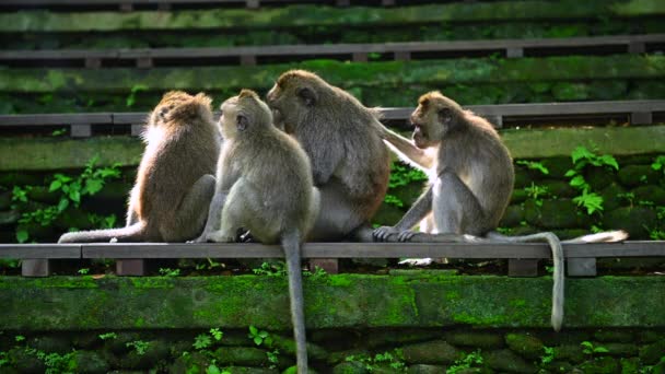 Family of monkeys sitting on a wooden construction. Bali Indonesia. — Stock Video