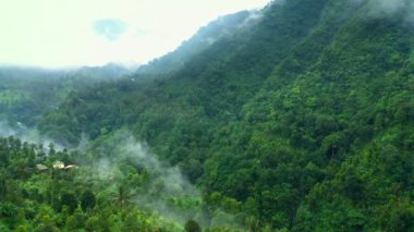 Palmiye ağaçlı yemyeşil ormanın havadan görünüşü. Yağmur mevsiminde tropikal adada yağmur ormanları ve büyük dağlar. Bali, Endonezya.
