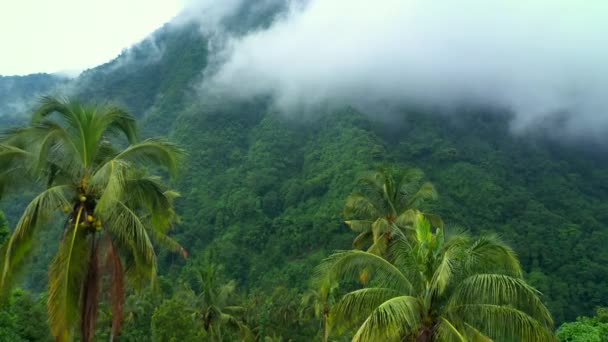 Widok z lotu ptaka bujna zielona dżungla z palmami. Las deszczowy i wielkie góry na tropikalnej wyspie w porze deszczowej. Bali, Indonezja. — Wideo stockowe