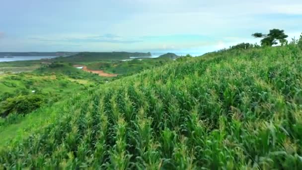 Widok z lotu ptaka na zielone pole kukurydzy z malowniczych wzgórz i oceanu w tle. Lombok, Indonezja. — Wideo stockowe