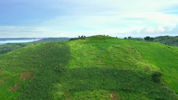 ロンボク島の南にある緑の丘やトウモロコシ畑の絵のような風景の空中ビュー。インドネシア. — ストック動画