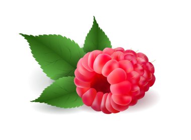 Vector realistic volumetric 3d raspberry with leaves clipart