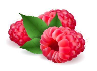 Vektör gerçekçi hacimsel 3d Ahududu yaprakları ile