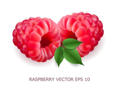 Vektör gerçekçi hacimsel 3d Ahududu yaprakları ile