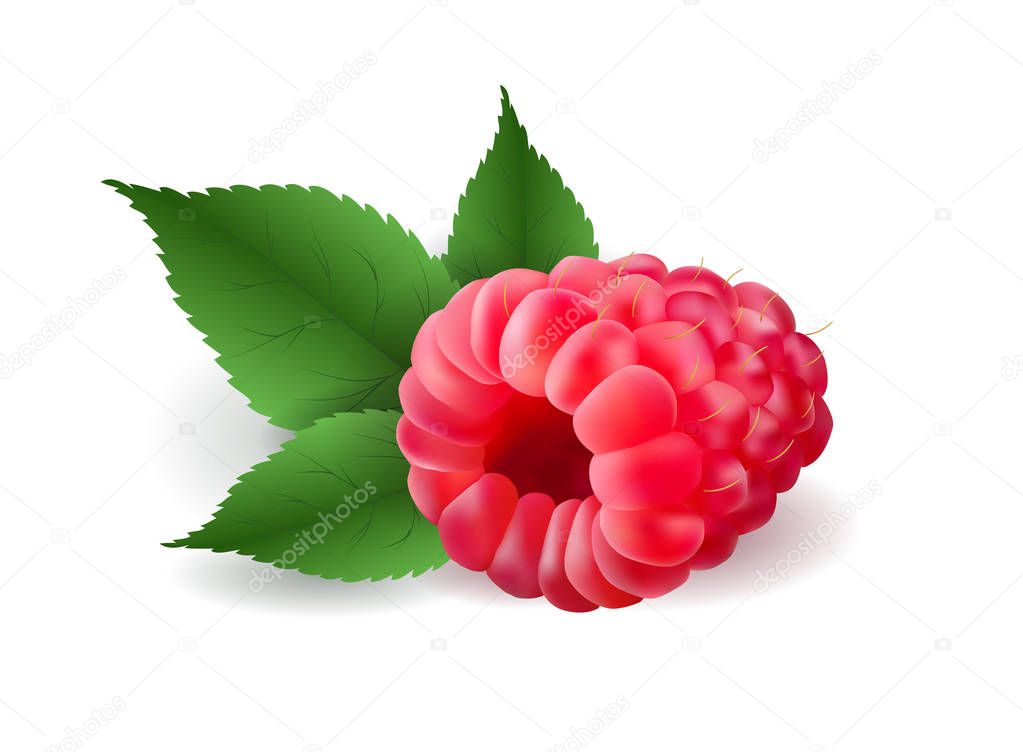 Vector realistic volumetric 3d raspberry with leaves
