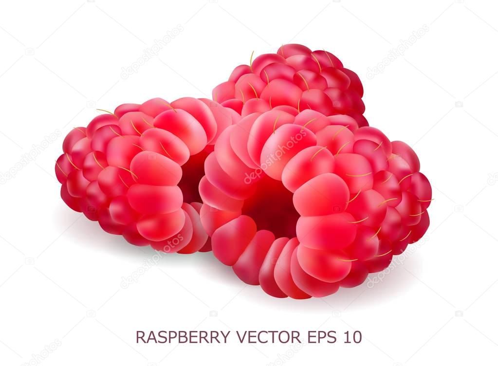 Vector realistic volumetric 3d raspberry. Isolated background design object