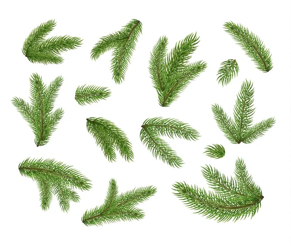 vektör Noel ağacı çam dalları set