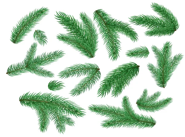 Vektor vánoční stromeček smrkové větve sada — Stockový vektor