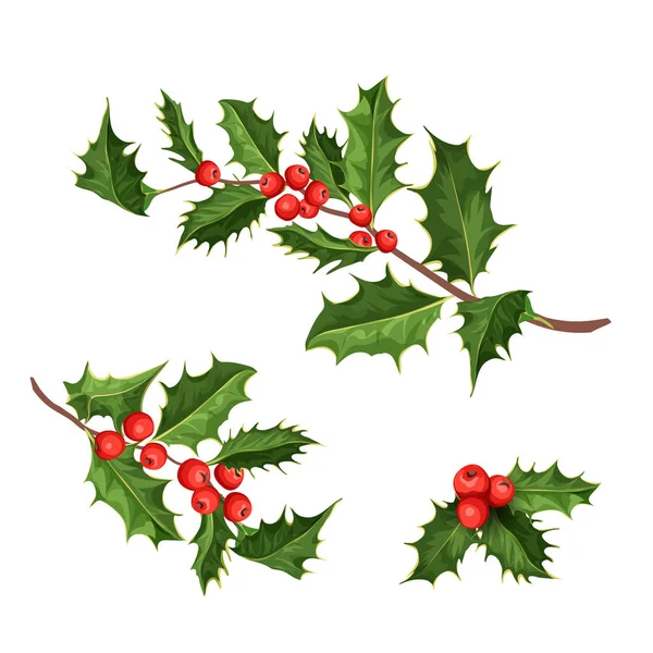 Vector christmas holly mistletoe ilex leaves - Stok Vektor