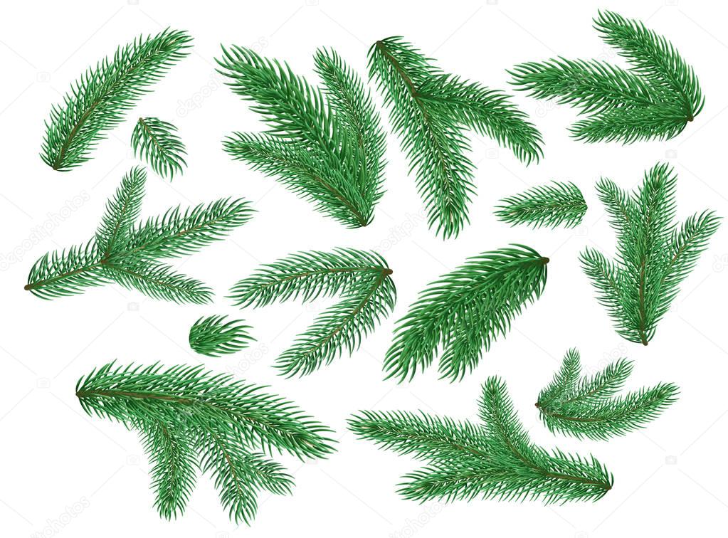 vector christmas tree spruce branches set