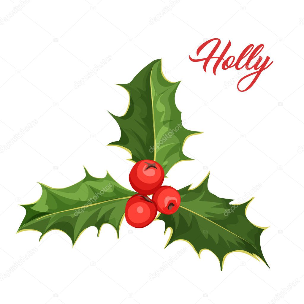 vector christmas holly mistletoe ilex leaves